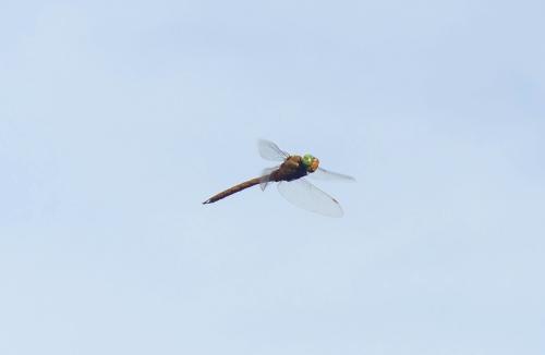 Isoaeschna isoceles